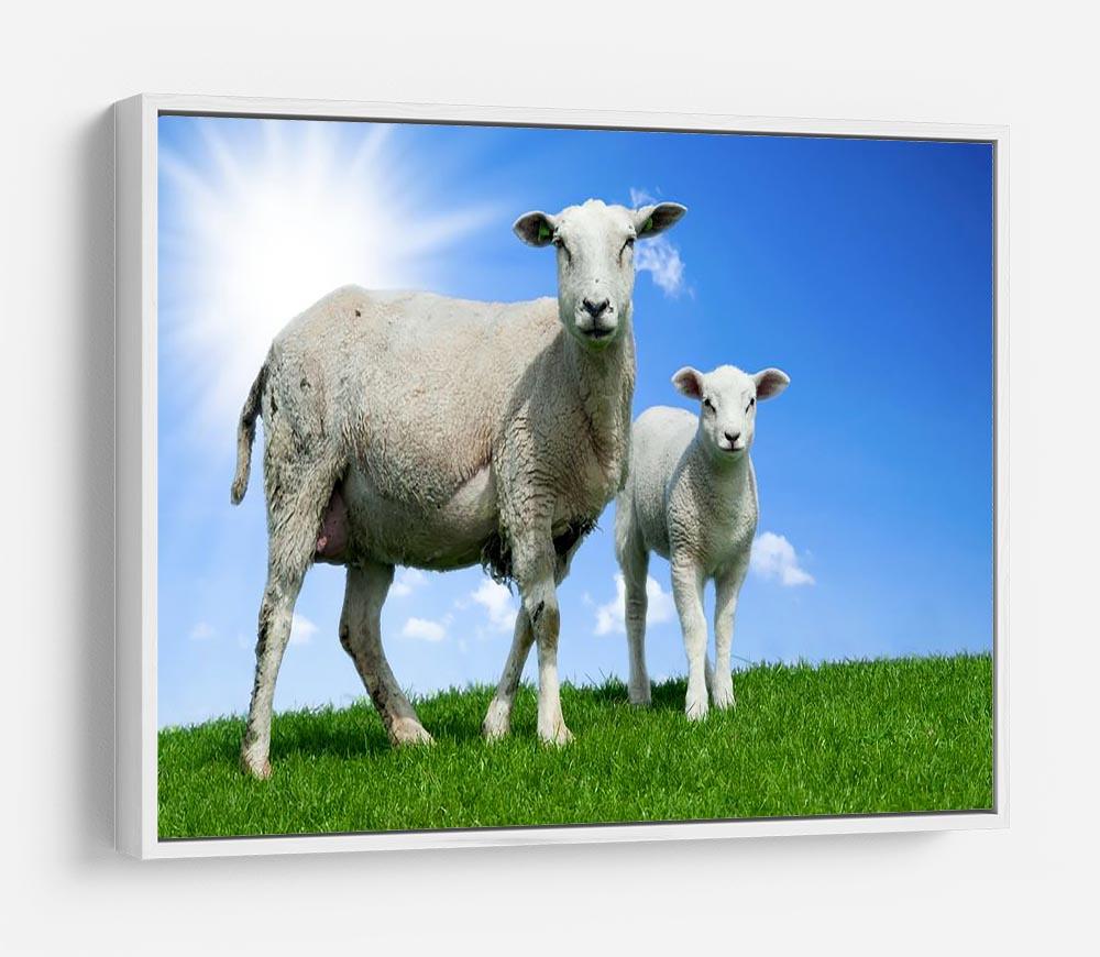 Mother sheep and her lamb in spring HD Metal Print - Canvas Art Rocks - 7
