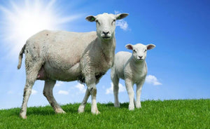 Mother sheep and her lamb in spring Wall Mural Wallpaper - Canvas Art Rocks - 1