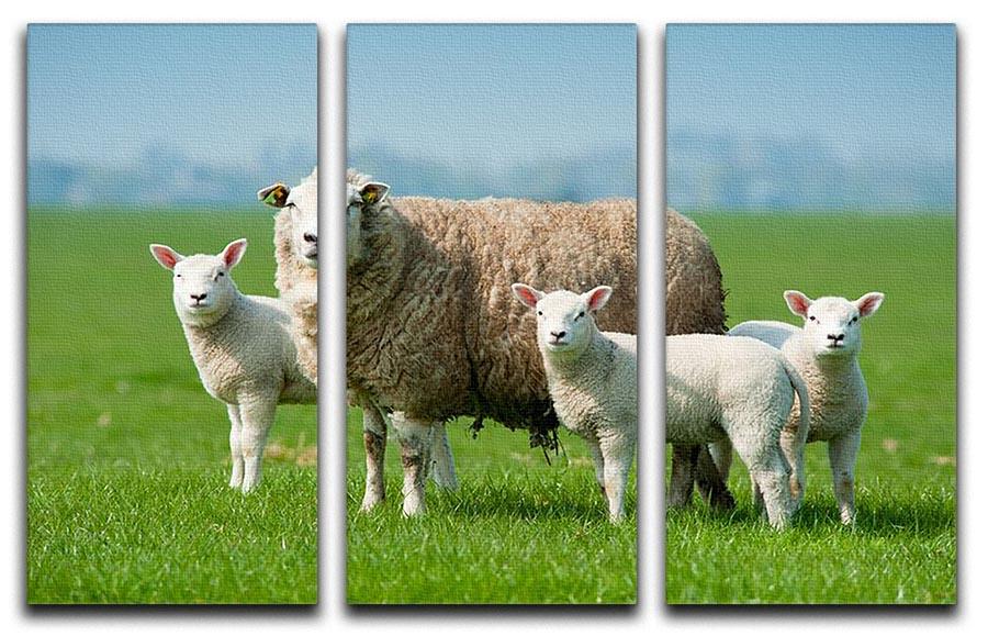 Mother sheep and her lambs in spring 3 Split Panel Canvas Print - Canvas Art Rocks - 1