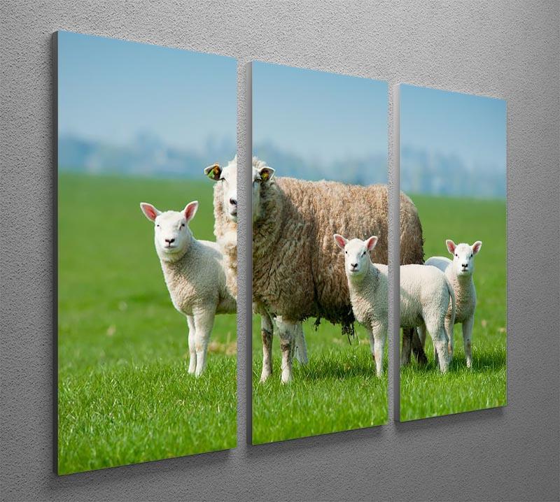 Mother sheep and her lambs in spring 3 Split Panel Canvas Print - Canvas Art Rocks - 2