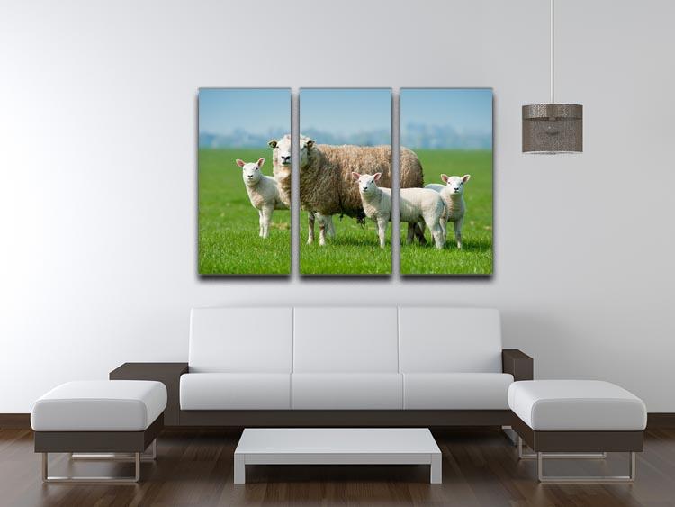 Mother sheep and her lambs in spring 3 Split Panel Canvas Print - Canvas Art Rocks - 3