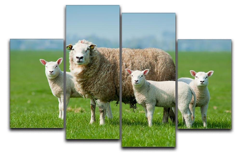 Mother sheep and her lambs in spring 4 Split Panel Canvas - Canvas Art Rocks - 1