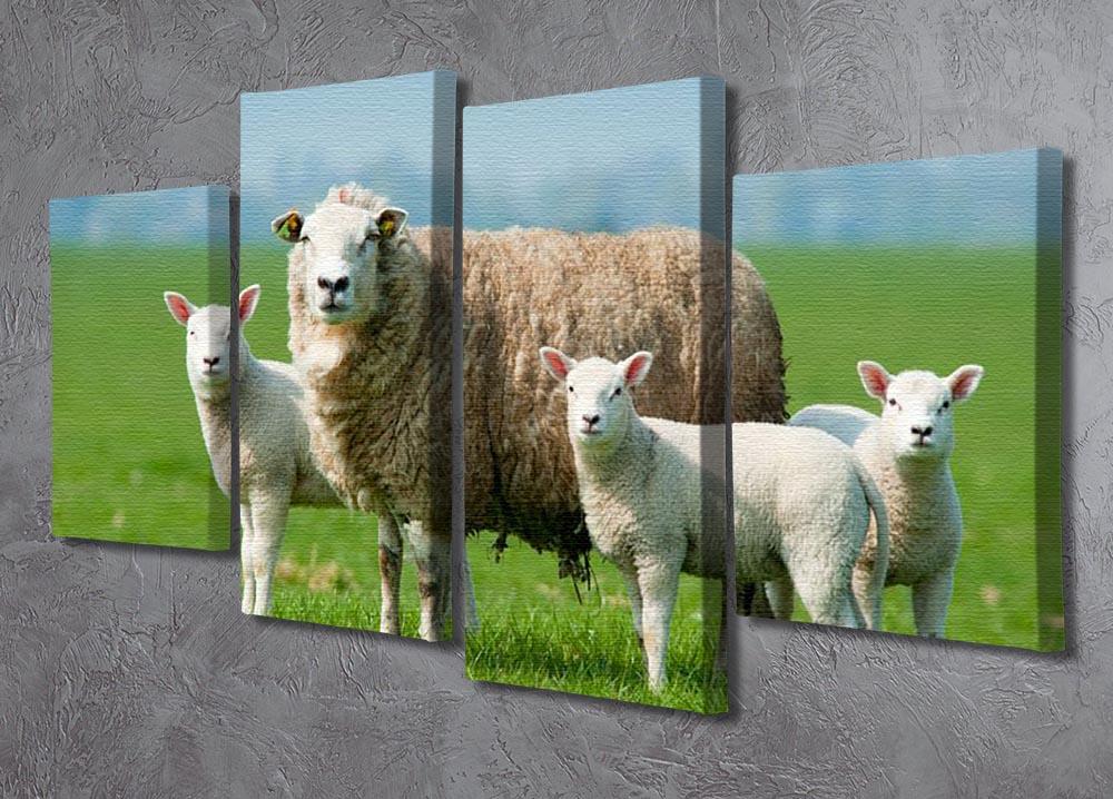 Mother sheep and her lambs in spring 4 Split Panel Canvas - Canvas Art Rocks - 2
