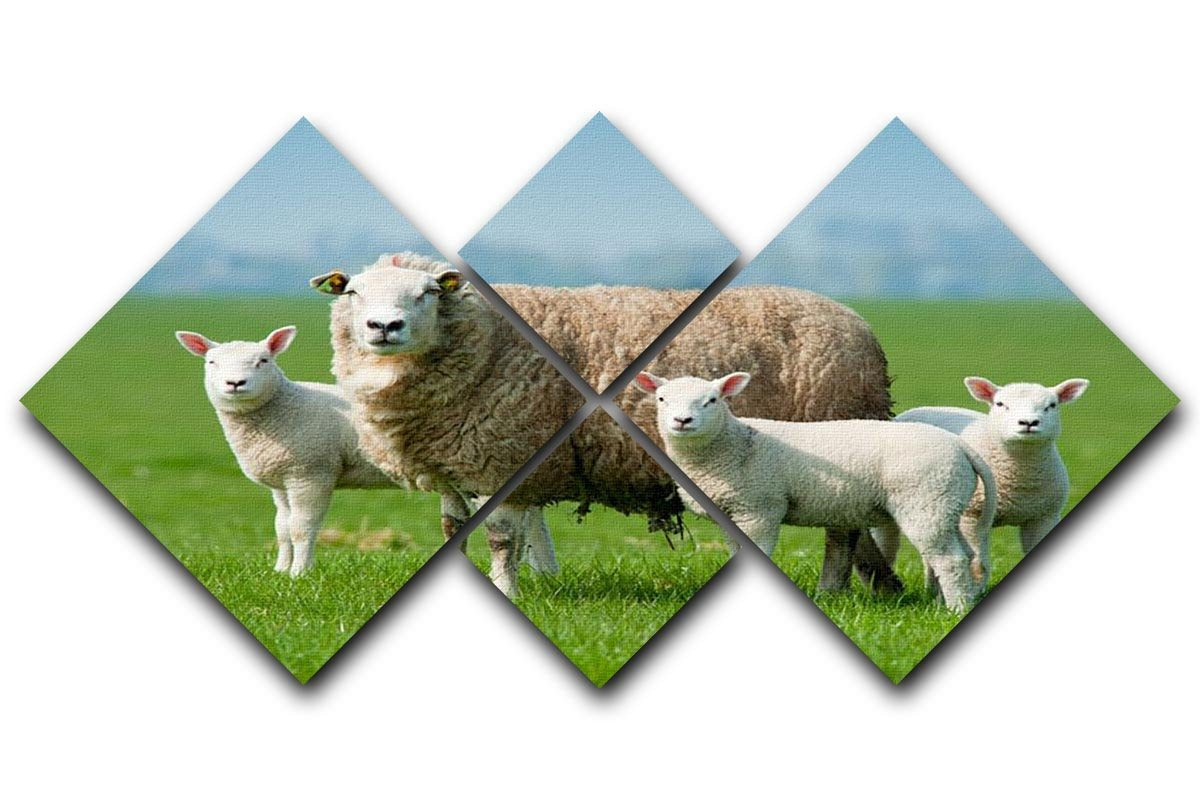 Mother sheep and her lambs in spring 4 Square Multi Panel Canvas - Canvas Art Rocks - 1
