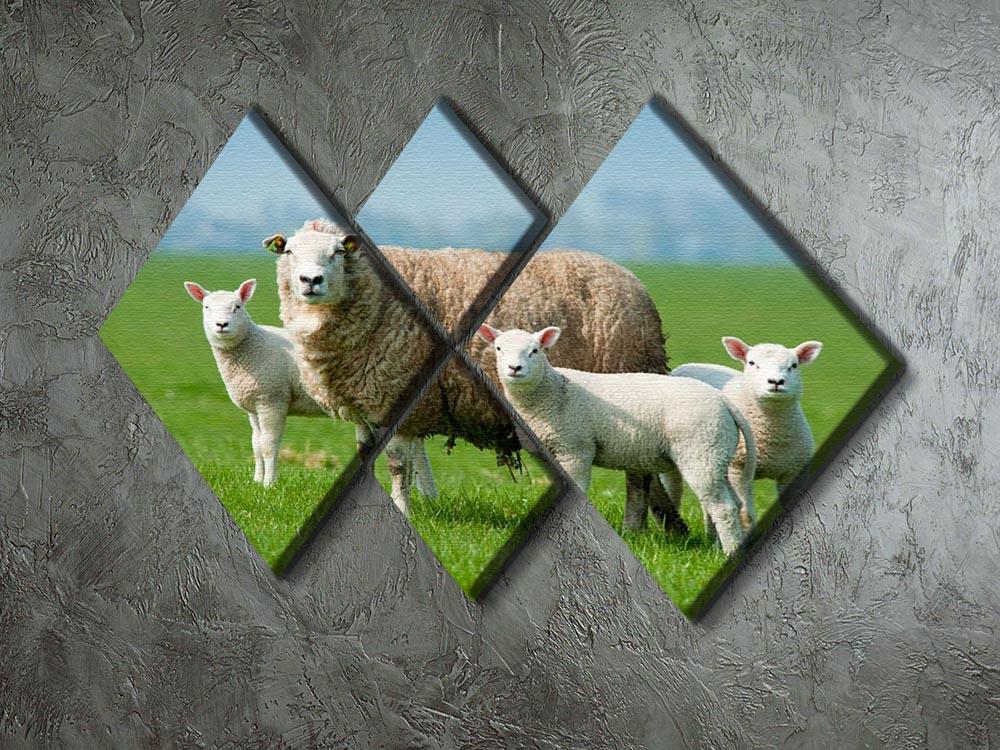 Mother sheep and her lambs in spring 4 Square Multi Panel Canvas - Canvas Art Rocks - 2