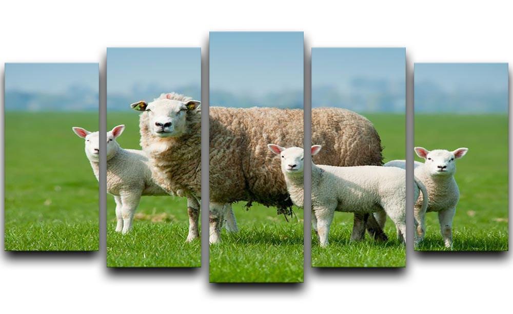 Mother sheep and her lambs in spring 5 Split Panel Canvas - Canvas Art Rocks - 1