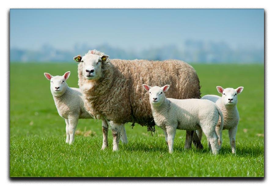 Mother sheep and her lambs in spring Canvas Print or Poster - Canvas Art Rocks - 1