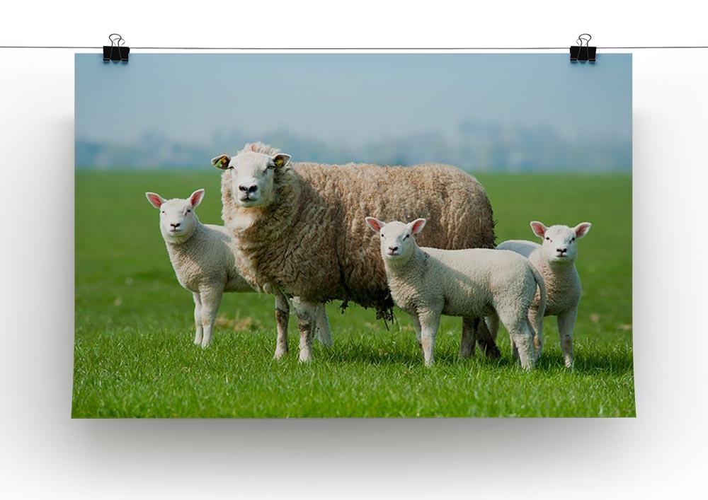 Mother sheep and her lambs in spring Canvas Print or Poster - Canvas Art Rocks - 2