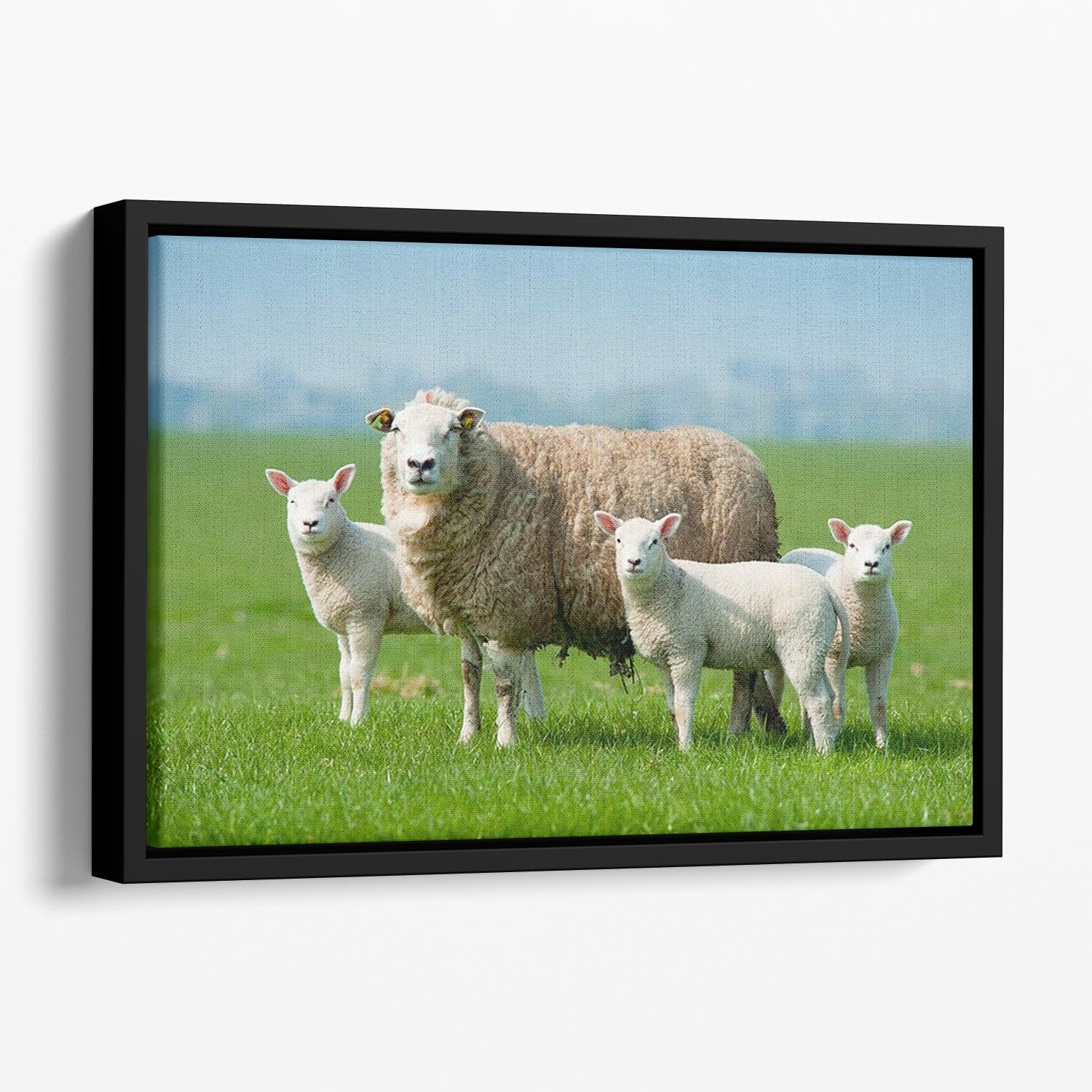 Mother sheep and her lambs in spring Floating Framed Canvas - Canvas Art Rocks - 1