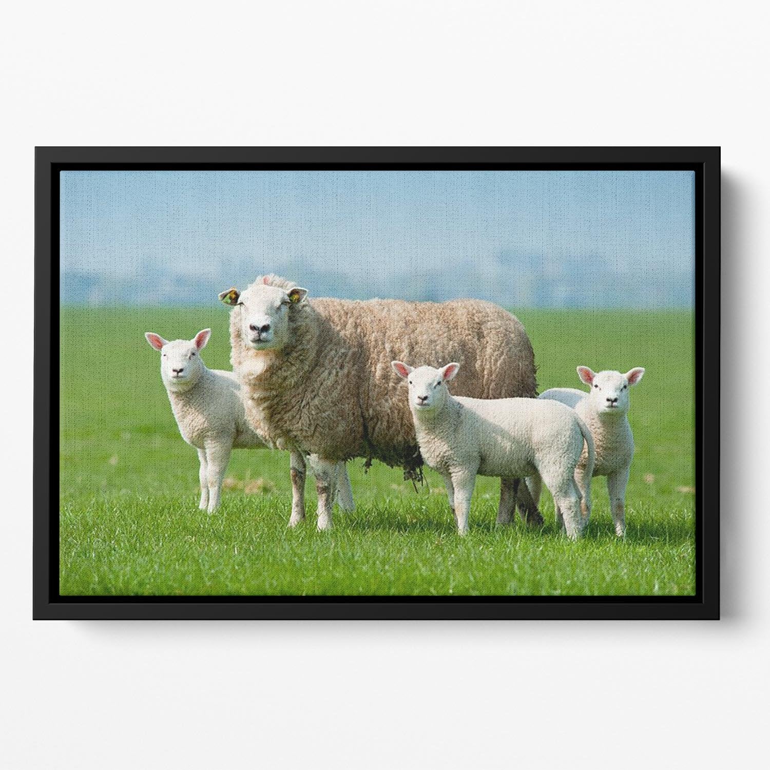 Mother sheep and her lambs in spring Floating Framed Canvas - Canvas Art Rocks - 2