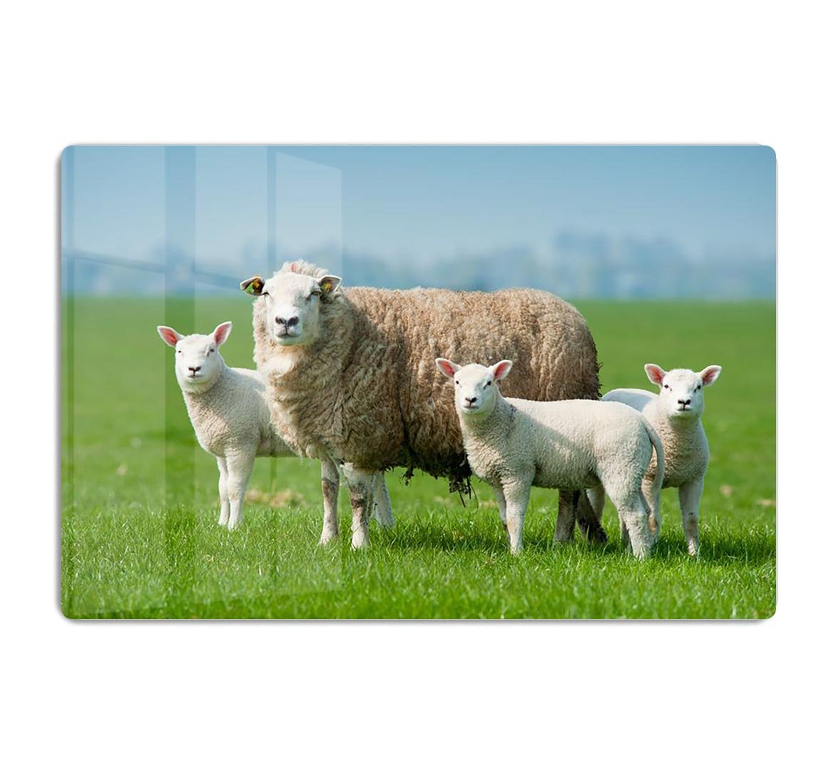 Mother sheep and her lambs in spring HD Metal Print - Canvas Art Rocks - 1