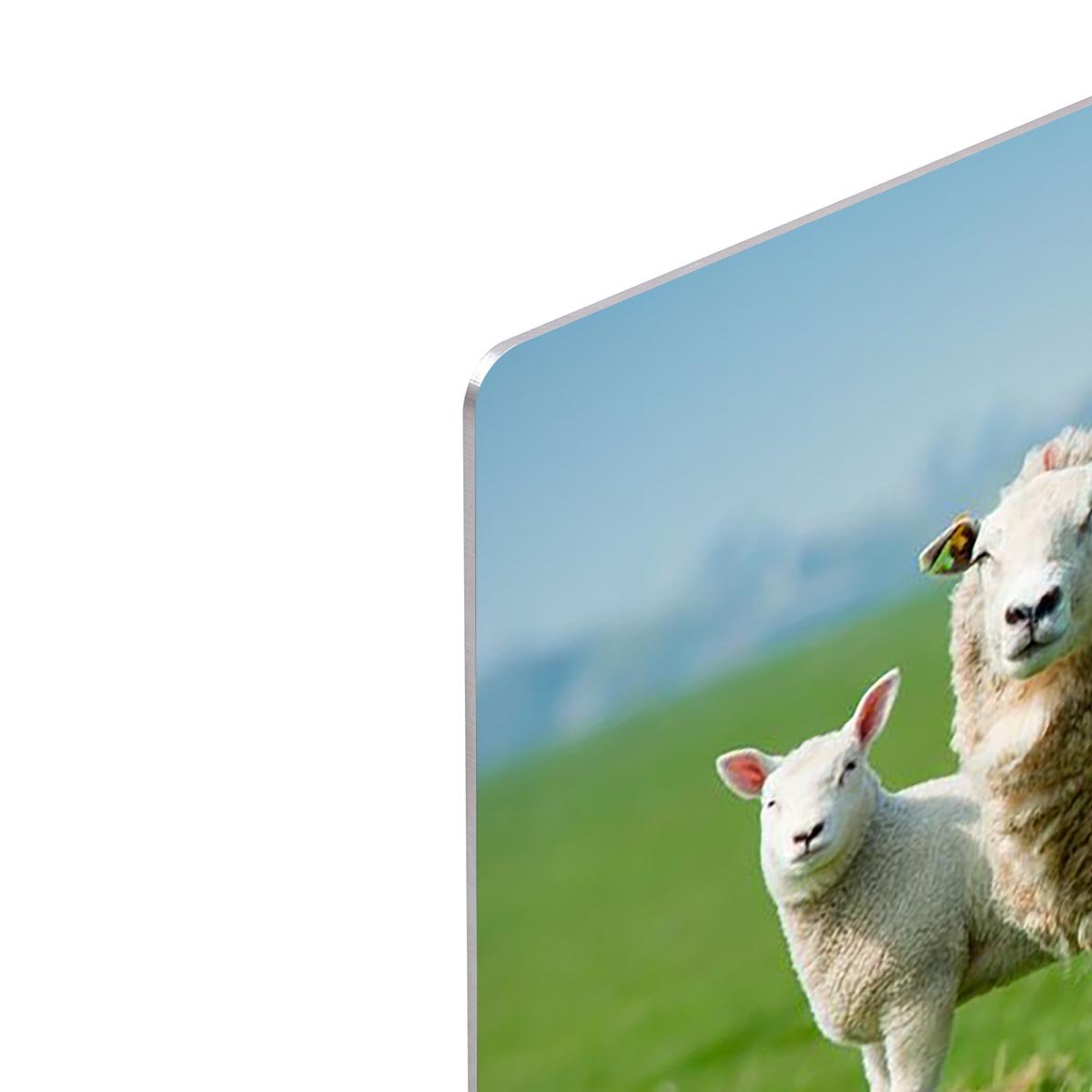 Mother sheep and her lambs in spring HD Metal Print - Canvas Art Rocks - 4