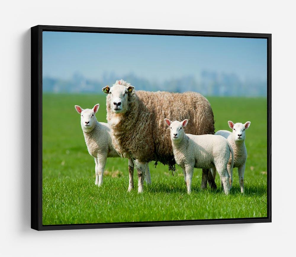 Mother sheep and her lambs in spring HD Metal Print - Canvas Art Rocks - 6