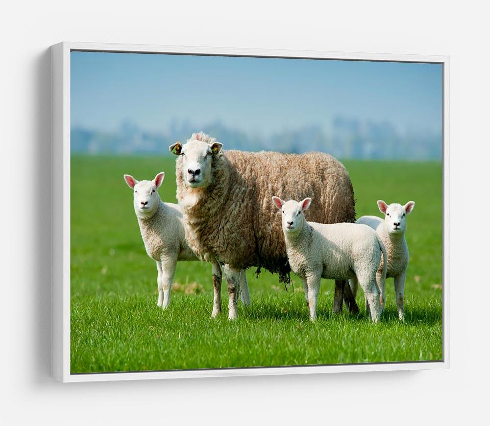 Mother sheep and her lambs in spring HD Metal Print - Canvas Art Rocks - 7
