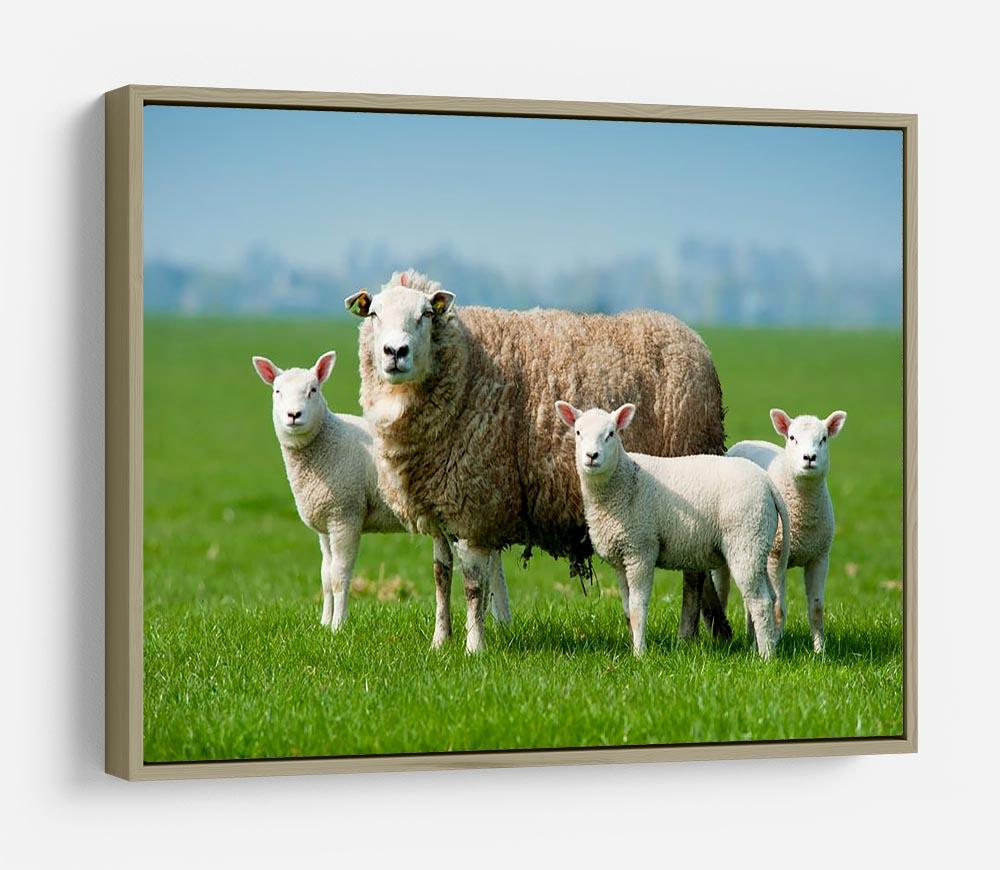Mother sheep and her lambs in spring HD Metal Print - Canvas Art Rocks - 8