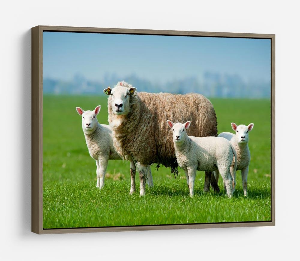 Mother sheep and her lambs in spring HD Metal Print - Canvas Art Rocks - 10