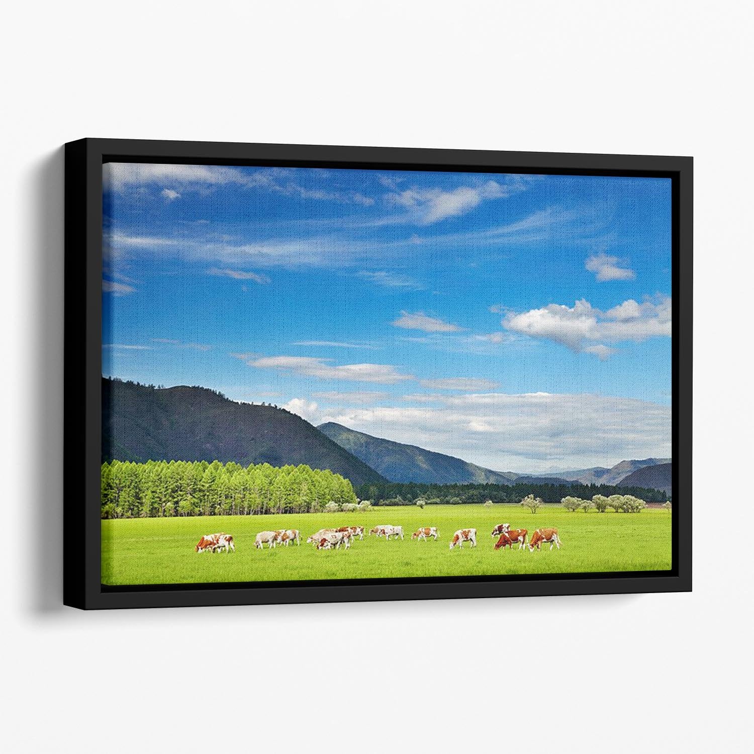 Mountain landscape with grazing cows and blue sky Floating Framed Canvas - Canvas Art Rocks - 1