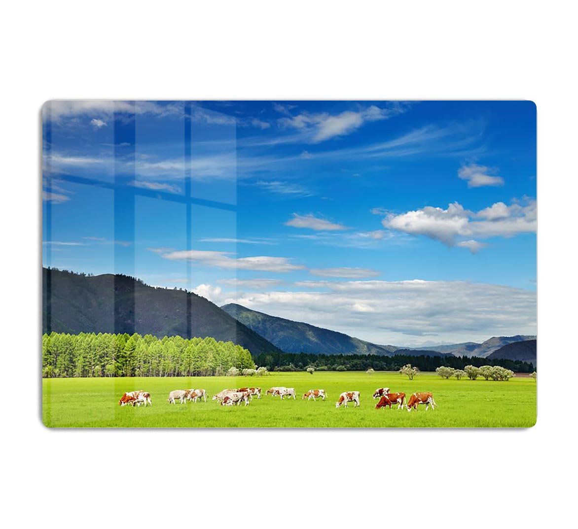 Mountain landscape with grazing cows and blue sky HD Metal Print - Canvas Art Rocks - 1