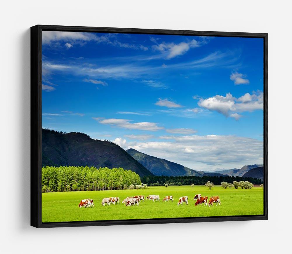 Mountain landscape with grazing cows and blue sky HD Metal Print - Canvas Art Rocks - 6