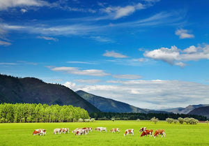Mountain landscape with grazing cows and blue sky Wall Mural Wallpaper - Canvas Art Rocks - 1