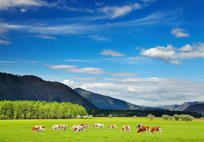 Mountain landscape with grazing cows and blue sky Wall Mural Wallpaper