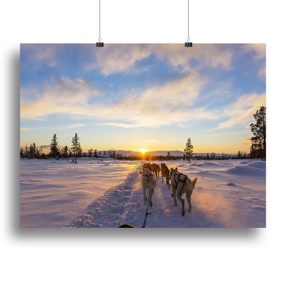 Musher and passenger in a dog sleigh with huskies a cold winter evening Canvas Print or Poster
