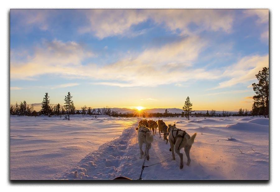 Musher and passenger in a dog sleigh with huskies a cold winter evening Canvas Print or Poster - Canvas Art Rocks - 1