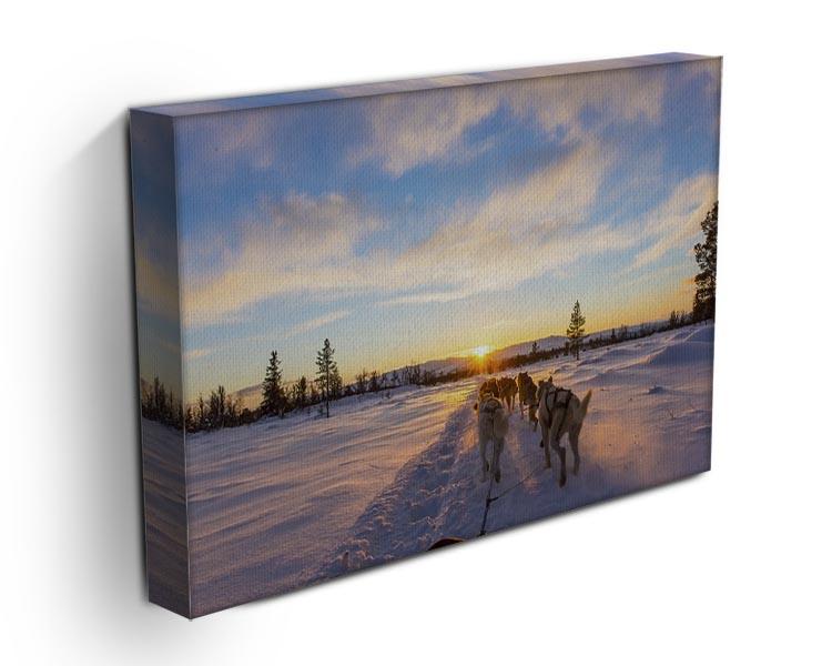 Musher and passenger in a dog sleigh with huskies a cold winter evening Canvas Print or Poster - Canvas Art Rocks - 3