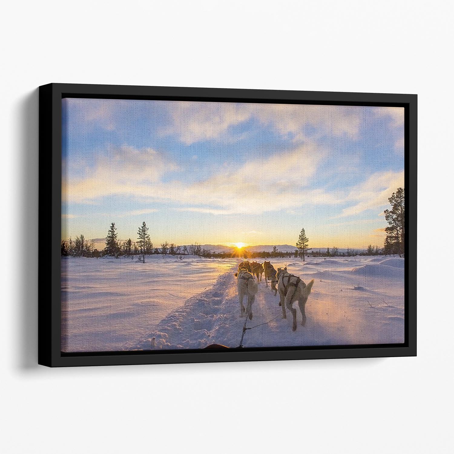 Musher and passenger in a dog sleigh with huskies a cold winter evening Floating Framed Canvas - Canvas Art Rocks - 1
