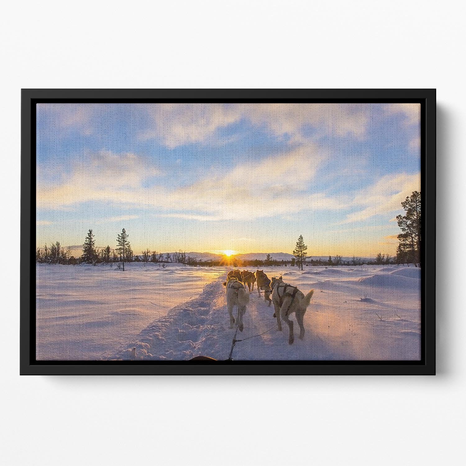 Musher and passenger in a dog sleigh with huskies a cold winter evening Floating Framed Canvas - Canvas Art Rocks - 2