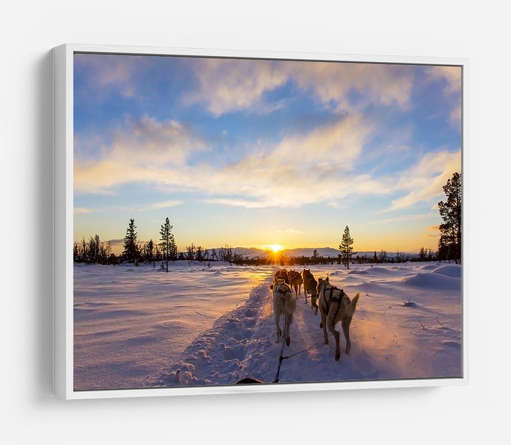 Musher and passenger in a dog sleigh with huskies a cold winter evening HD Metal Print - Canvas Art Rocks - 7