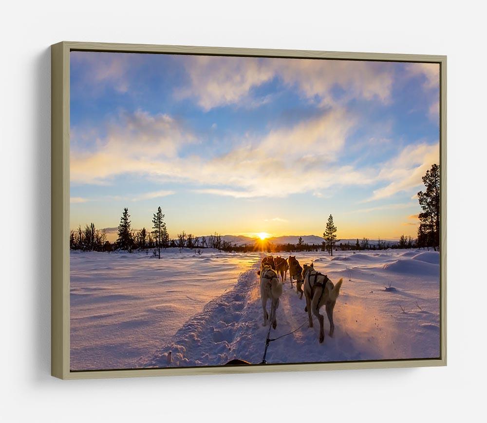 Musher and passenger in a dog sleigh with huskies a cold winter evening HD Metal Print - Canvas Art Rocks - 8
