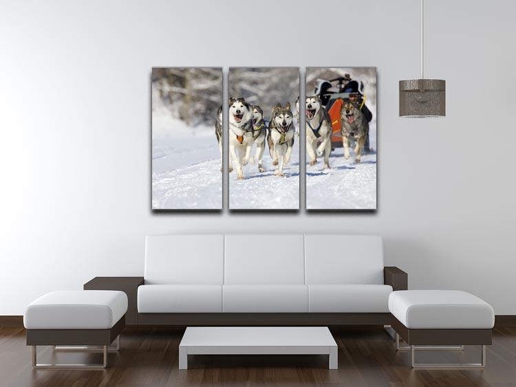 Musher hiding behind sleigh at sled dog race 3 Split Panel Canvas Print - Canvas Art Rocks - 3