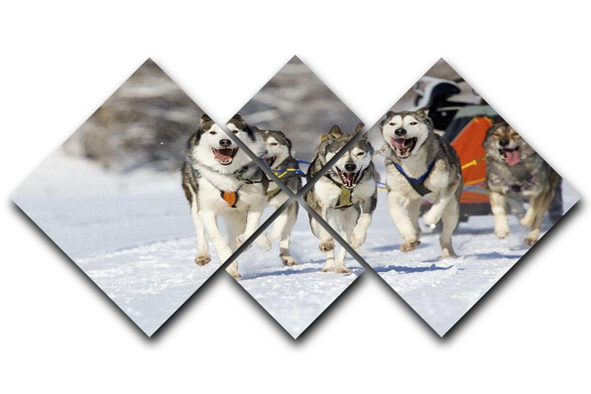 Musher hiding behind sleigh at sled dog race 4 Square Multi Panel Canvas - Canvas Art Rocks - 1