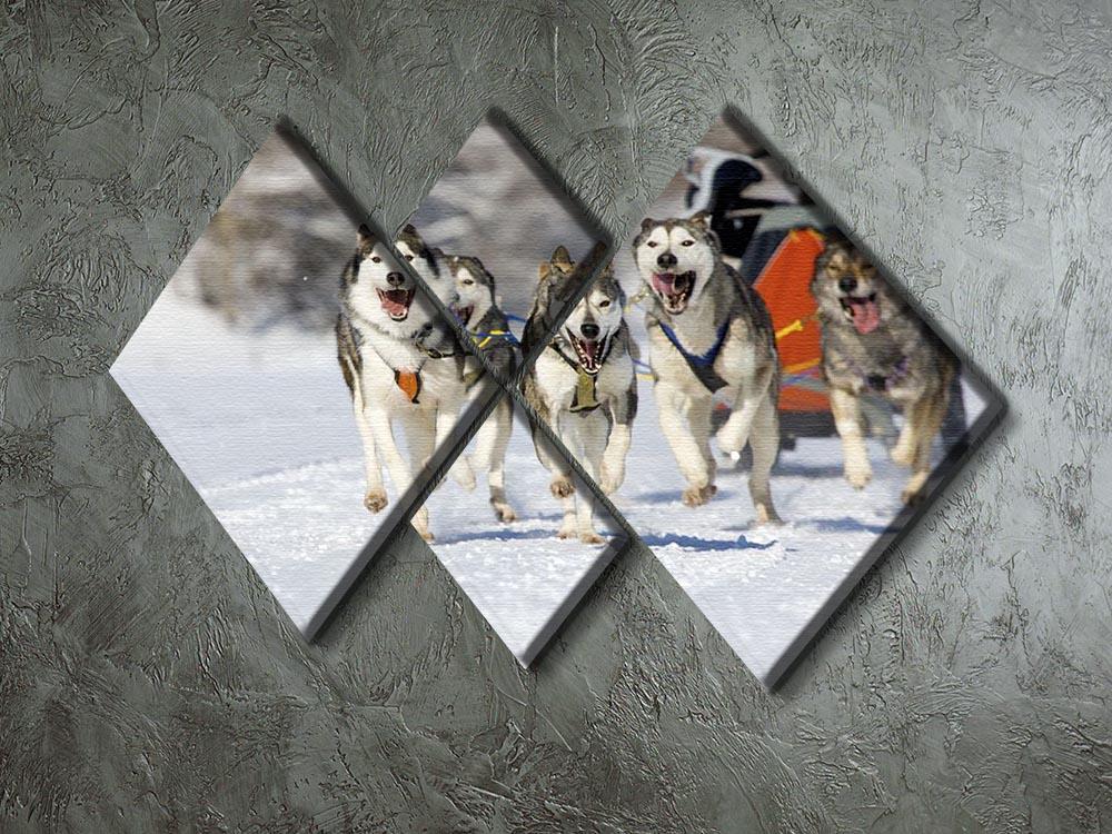 Musher hiding behind sleigh at sled dog race 4 Square Multi Panel Canvas - Canvas Art Rocks - 2