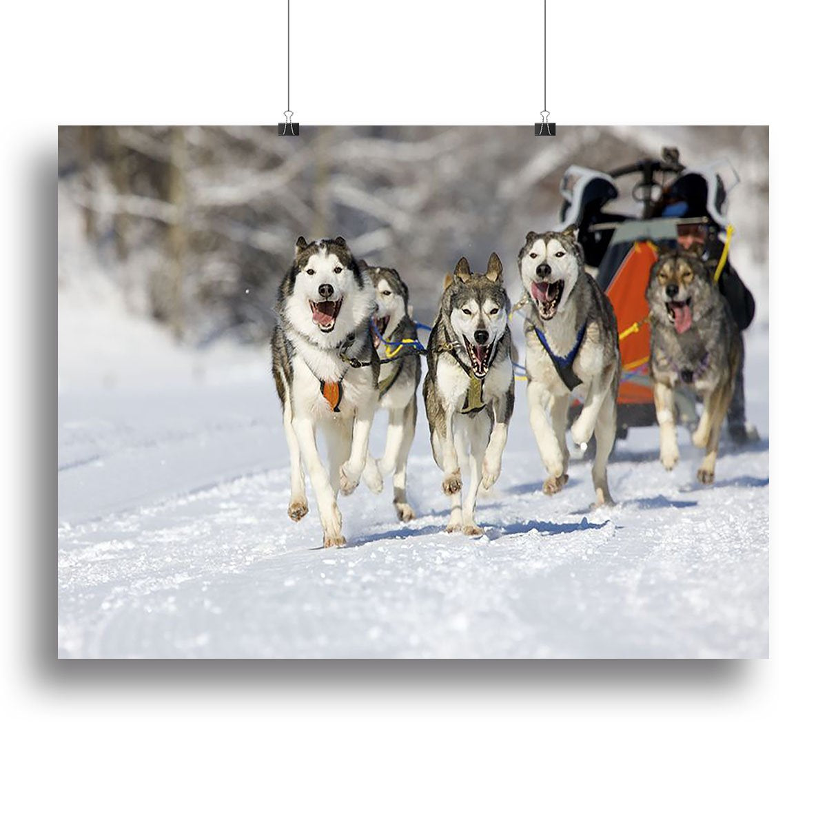 Musher hiding behind sleigh at sled dog race Canvas Print or Poster