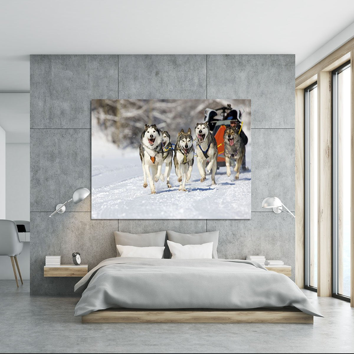 Musher hiding behind sleigh at sled dog race Canvas Print or Poster