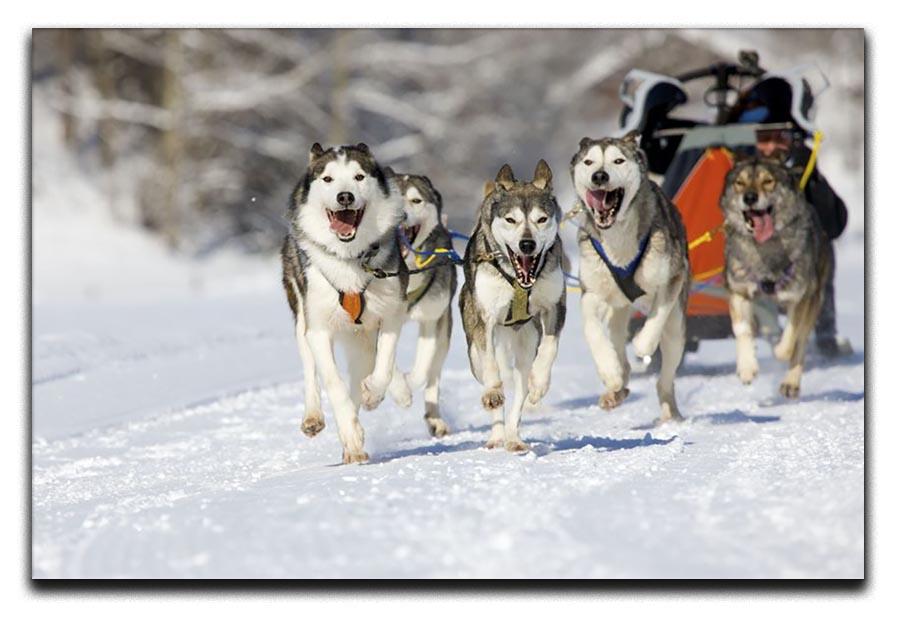 Musher hiding behind sleigh at sled dog race Canvas Print or Poster - Canvas Art Rocks - 1