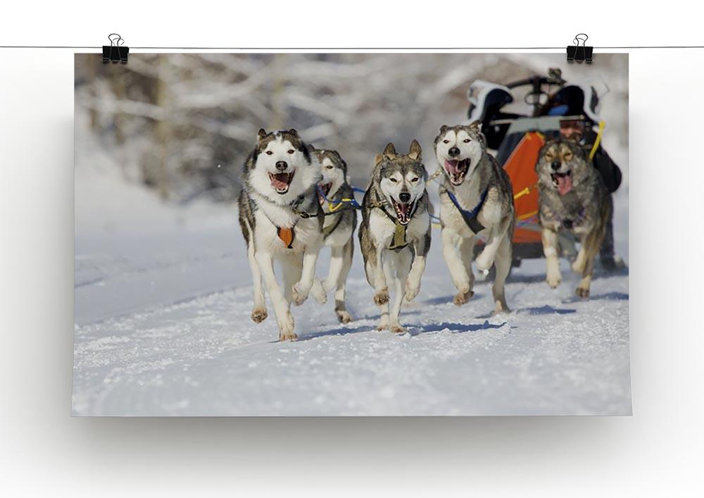 Musher hiding behind sleigh at sled dog race Canvas Print or Poster - Canvas Art Rocks - 2