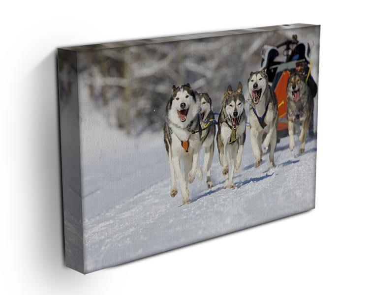 Musher hiding behind sleigh at sled dog race Canvas Print or Poster - Canvas Art Rocks - 3