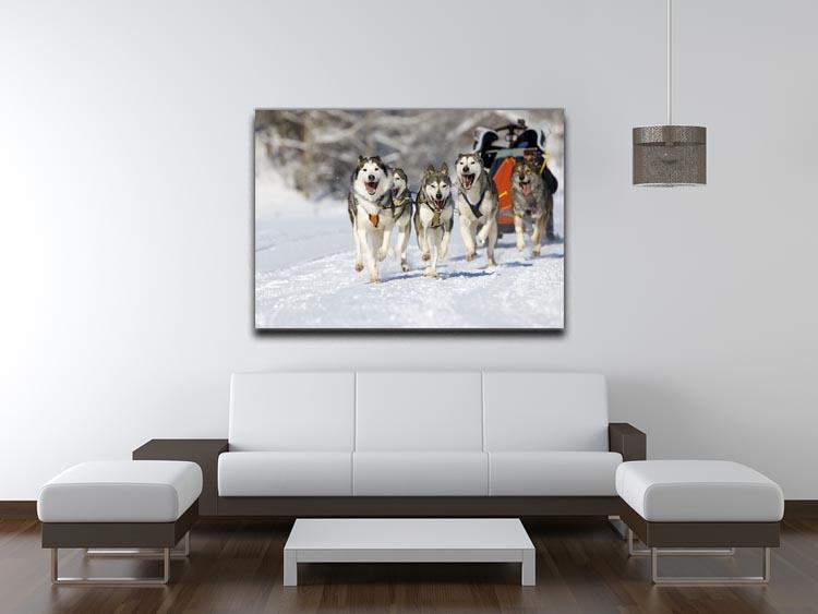 Musher hiding behind sleigh at sled dog race Canvas Print or Poster - Canvas Art Rocks - 4