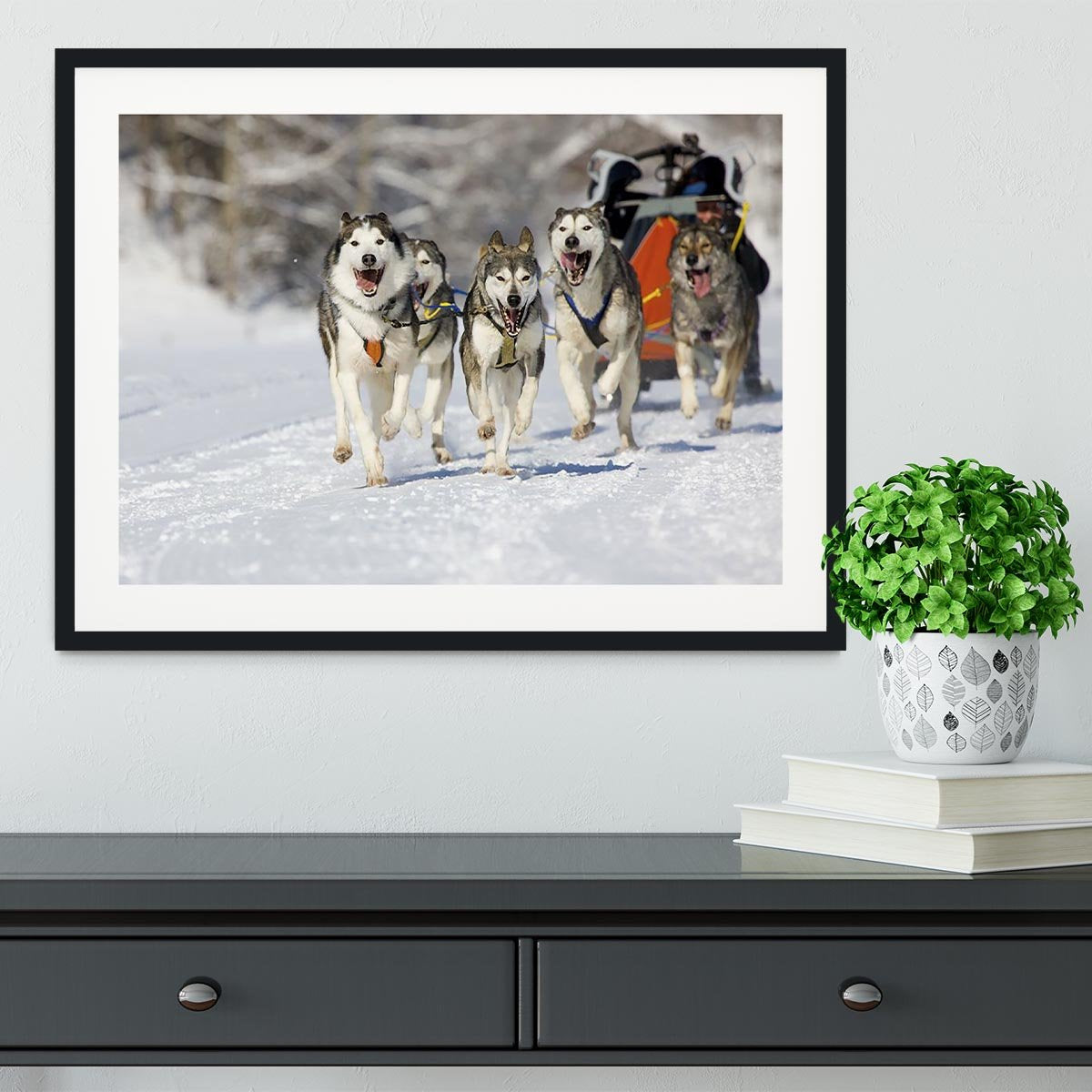 Musher hiding behind sleigh at sled dog race Framed Print - Canvas Art Rocks - 1