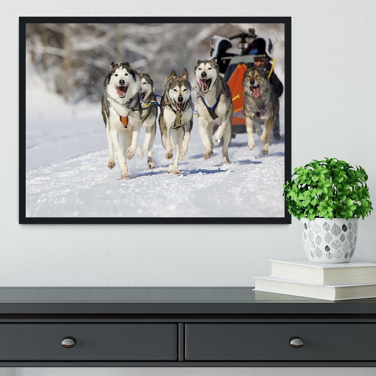Musher hiding behind sleigh at sled dog race Framed Print - Canvas Art Rocks - 2
