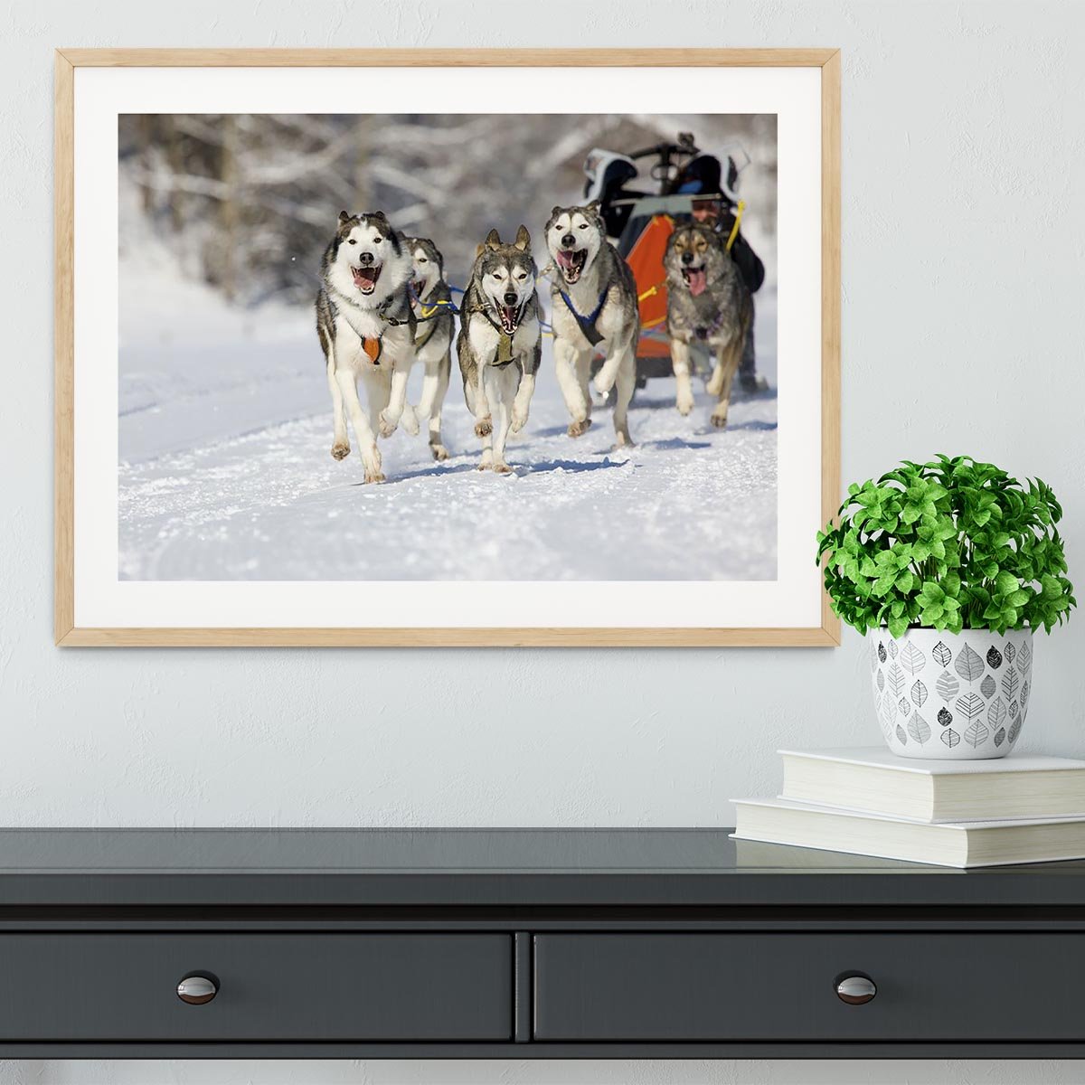 Musher hiding behind sleigh at sled dog race Framed Print - Canvas Art Rocks - 3