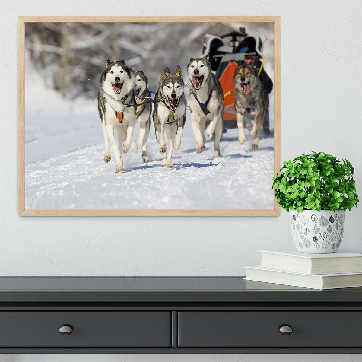 Musher hiding behind sleigh at sled dog race Framed Print - Canvas Art Rocks - 4