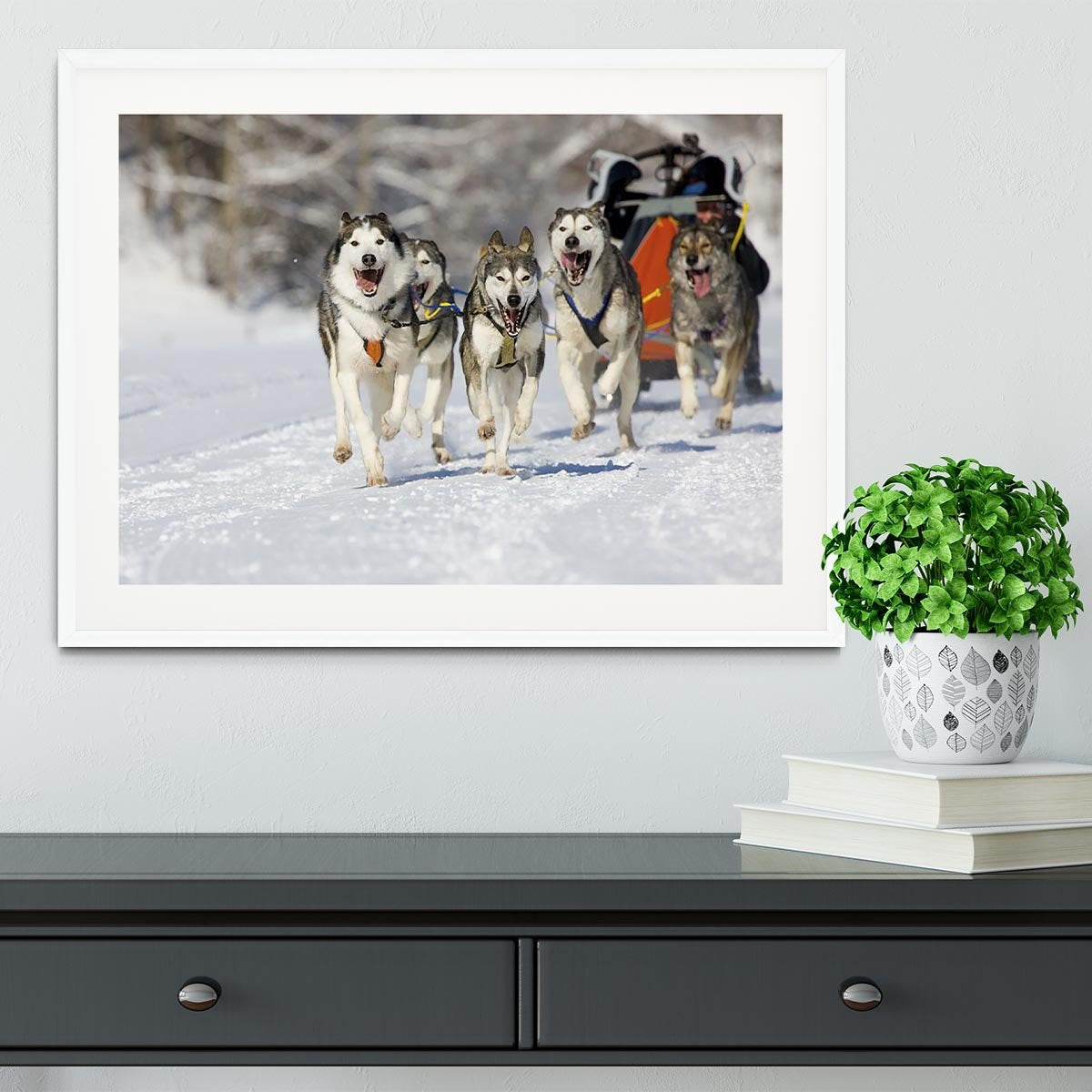 Musher hiding behind sleigh at sled dog race Framed Print - Canvas Art Rocks - 5