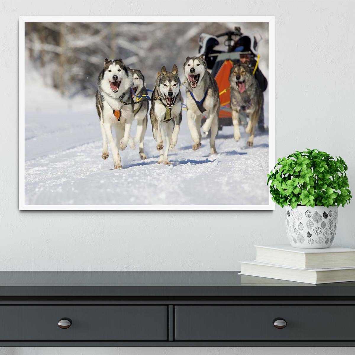 Musher hiding behind sleigh at sled dog race Framed Print - Canvas Art Rocks -6