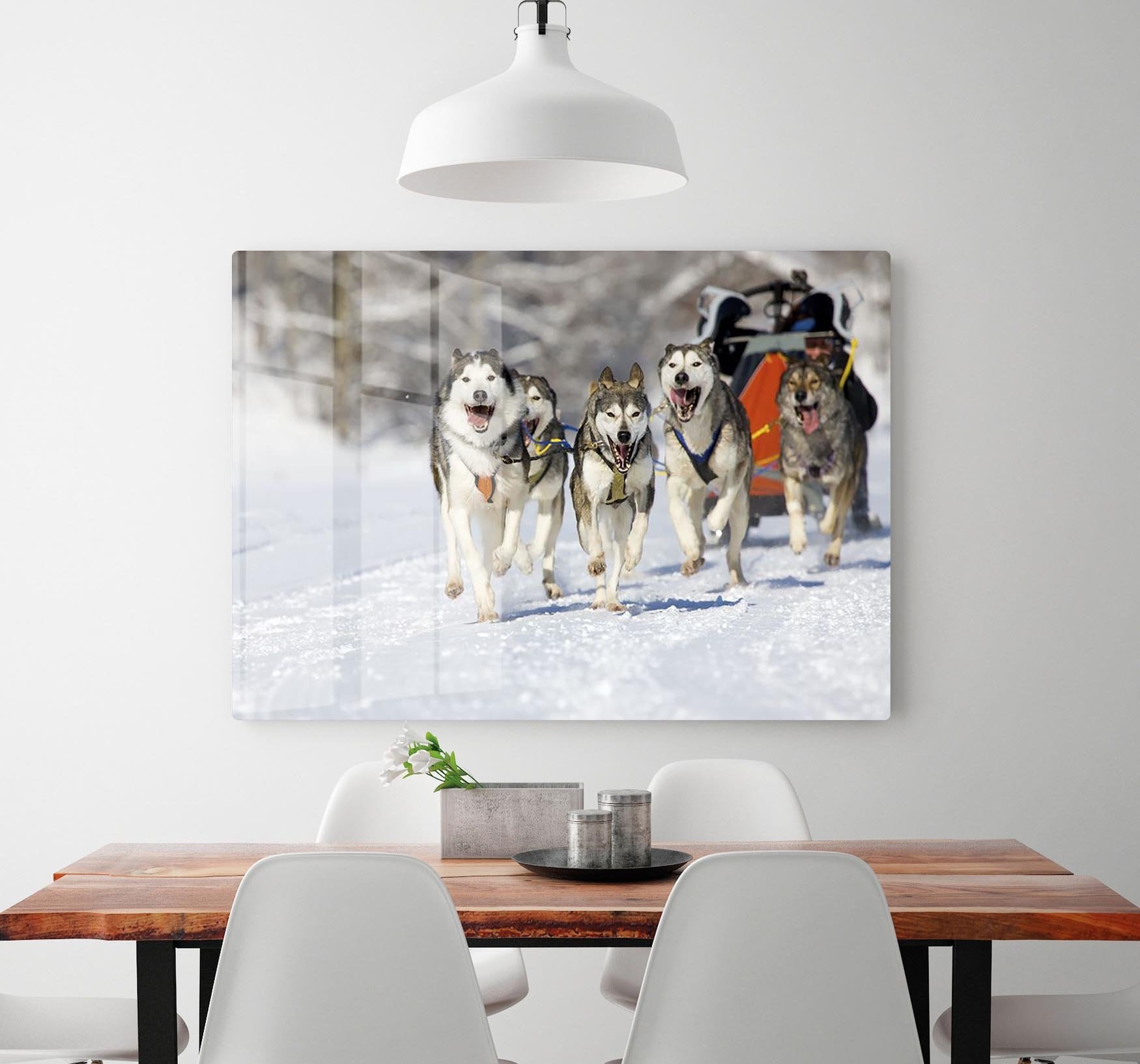 Musher hiding behind sleigh at sled dog race HD Metal Print - Canvas Art Rocks - 2