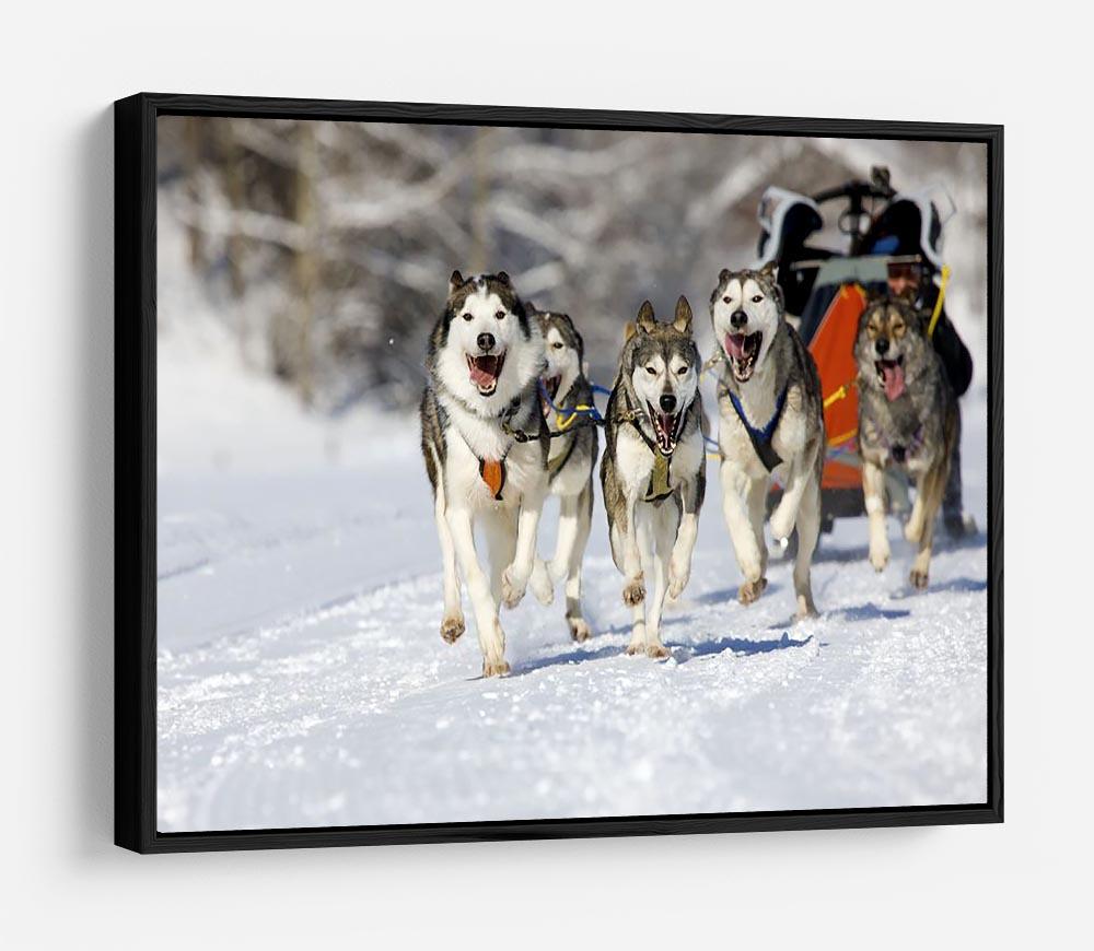 Musher hiding behind sleigh at sled dog race HD Metal Print - Canvas Art Rocks - 6