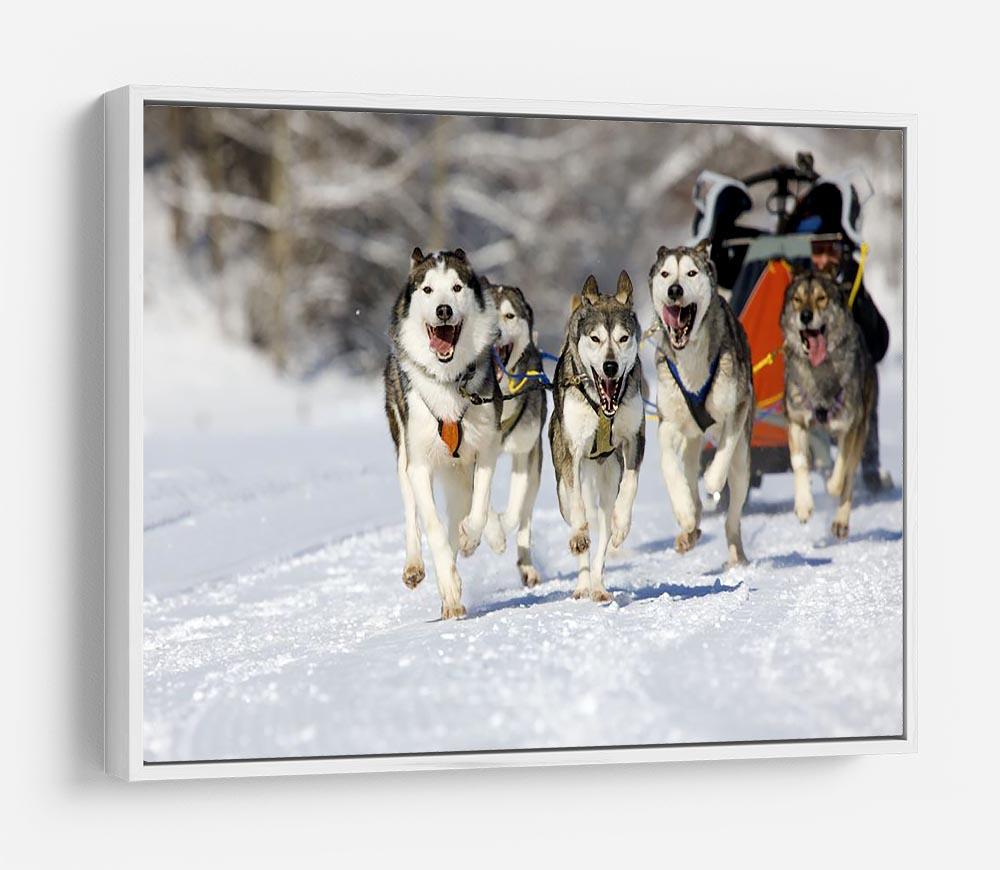 Musher hiding behind sleigh at sled dog race HD Metal Print - Canvas Art Rocks - 7